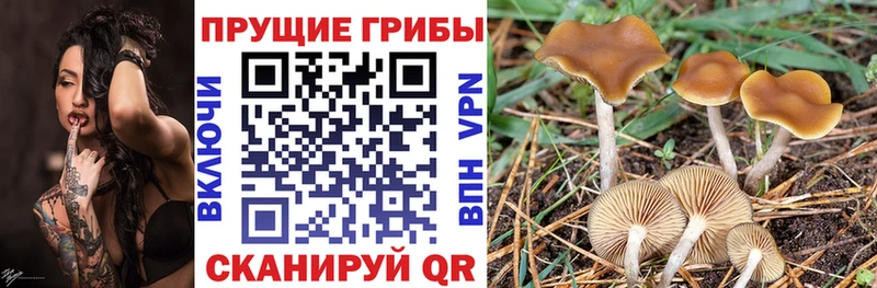 где продают   Асбест  Галлюциногенные грибы мицелий 