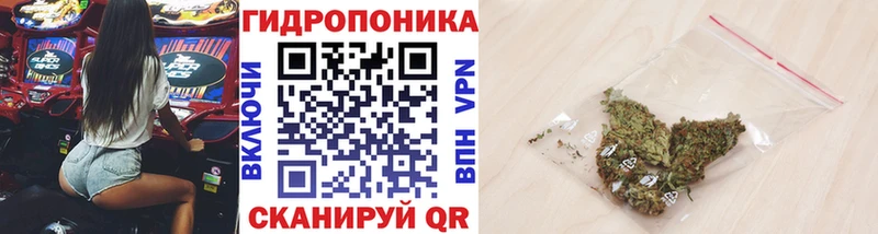 Конопля гибрид Асбест